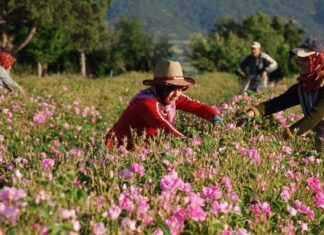 The Citadel and Its Military Purpose